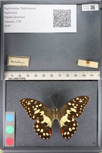 Media type: image;   Entomology 137585